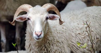 Prix des moutons en Algérie : 15 jours à l’approche de l’Aïd al-Adha