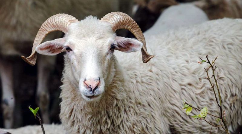 Prix des moutons en Algérie : 15 jours à l’approche de l’Aïd al-Adha