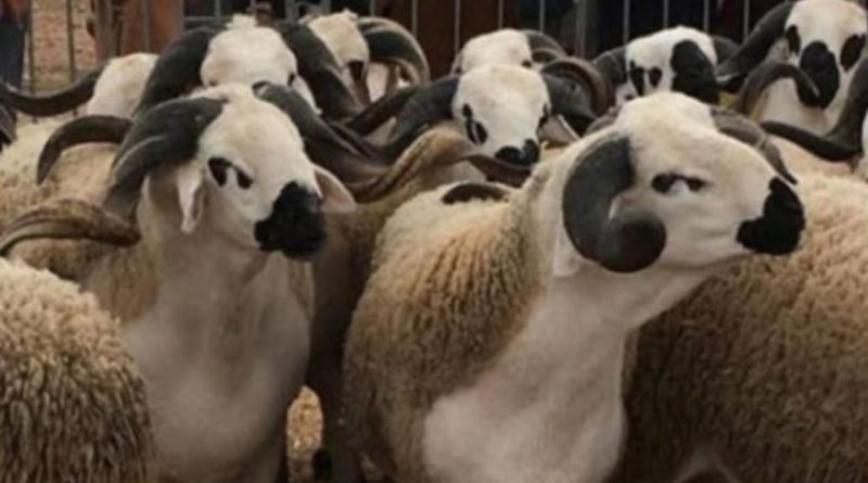 Algérie : Importation du mouton de l'Aïd el-Kébir 2024 de Roumanie