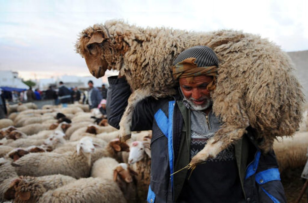 Moutons pour l'Aïd : Deux nouveaux points de vente ALVIAR à Alger