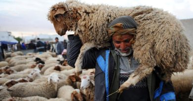 Moutons pour l'Aïd : Deux nouveaux points de vente ALVIAR à Alger