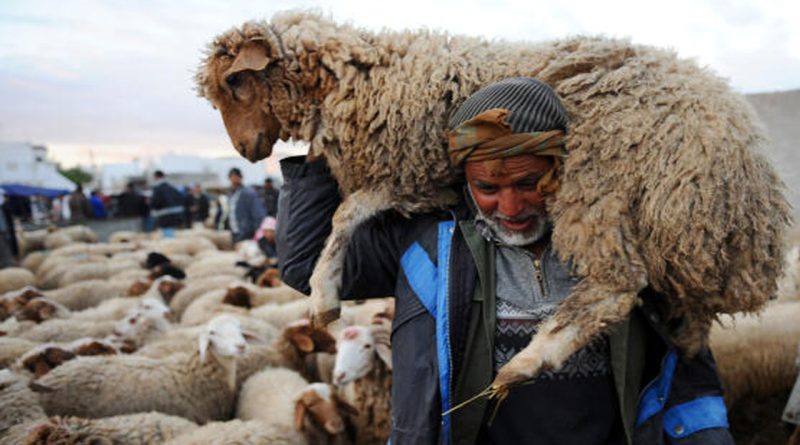 Moutons pour l'Aïd : Deux nouveaux points de vente ALVIAR à Alger