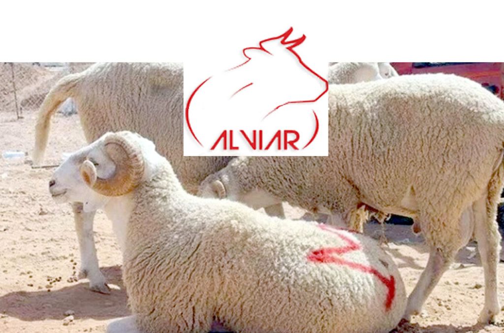 ALVIAR lance la vente par facilité du mouton de l'Aïd El Adha