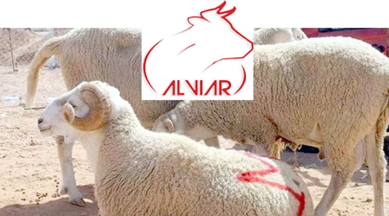 ALVIAR lance la vente par facilité du mouton de l'Aïd El Adha