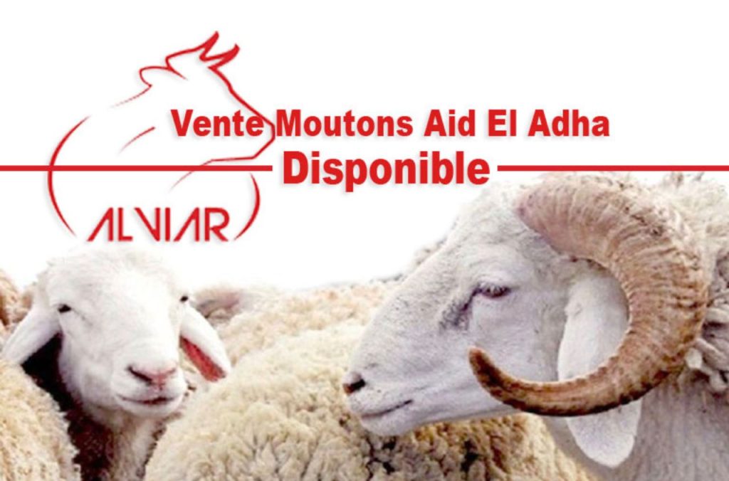 Alviar : Opération de vente de moutons pour l'Aid El Adha à partir de 59.000 Da