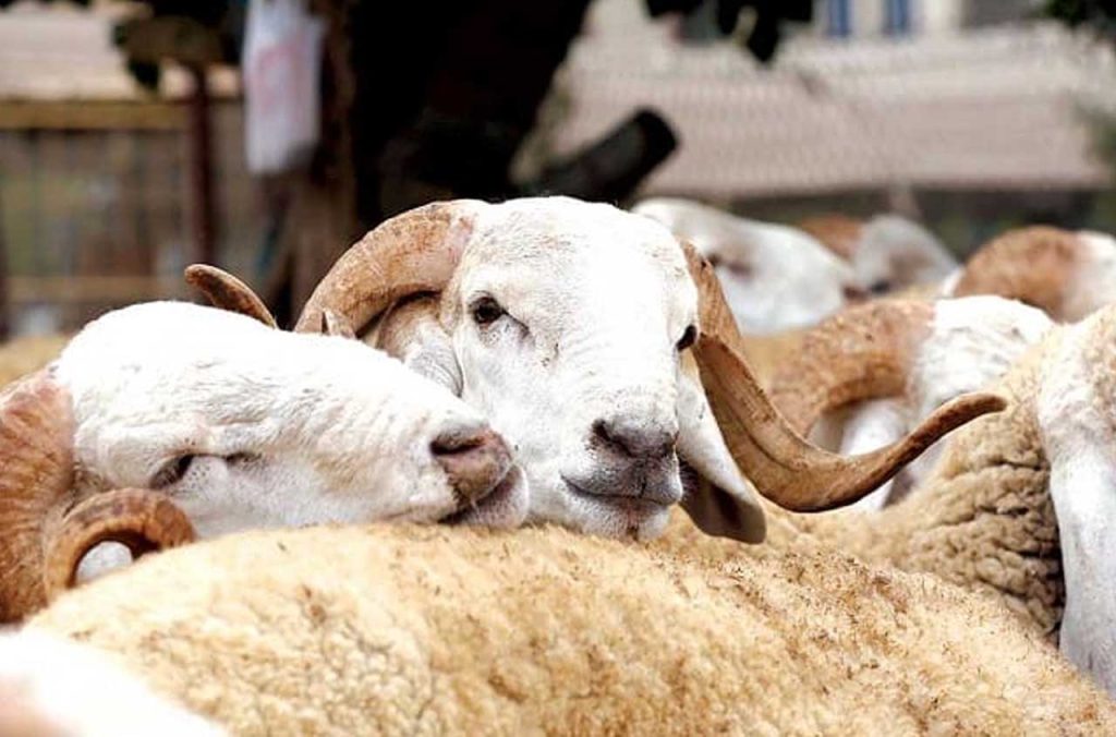 Aïd al-Adha 2025 en Algerie : vers l'mportation d’un million de moutons
