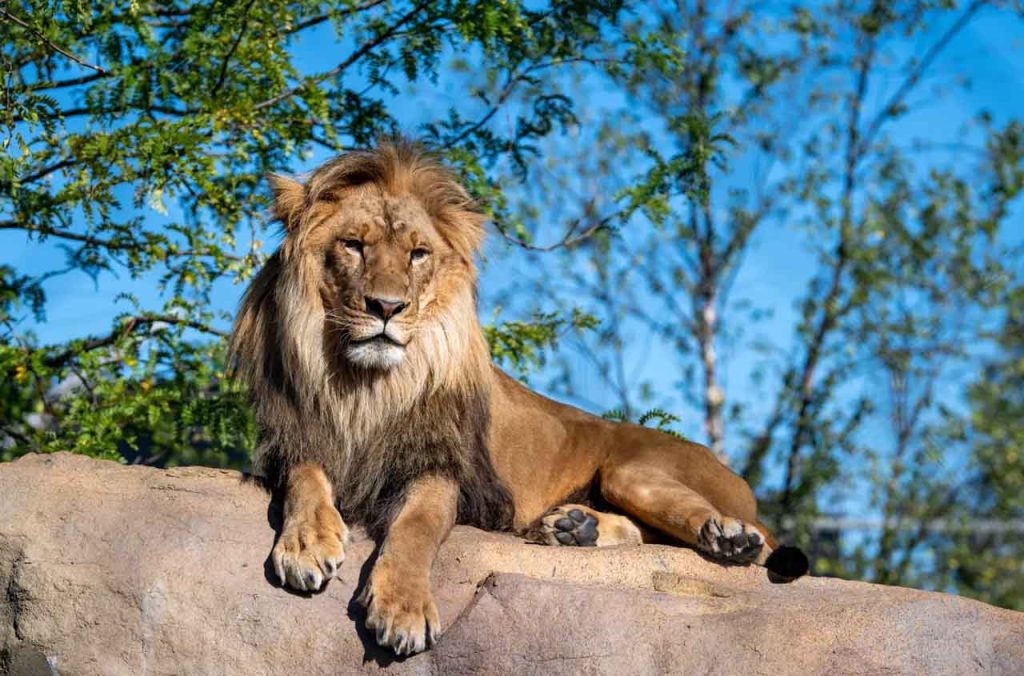 Tlemcen sous le choc : un gardien de zoo dévoré par trois lions