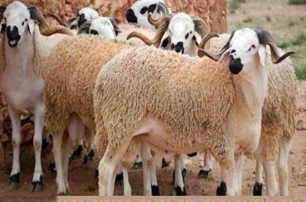 Moutons de l’Aïd : L'Espagne s'apprête à répondre à l'urgence de l'Algérie