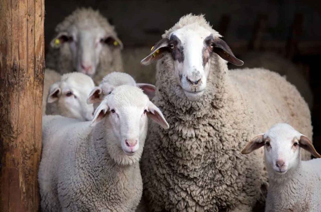 Aïd al-Adha 2025 : Baisse notable des prix des moutons en Algérie