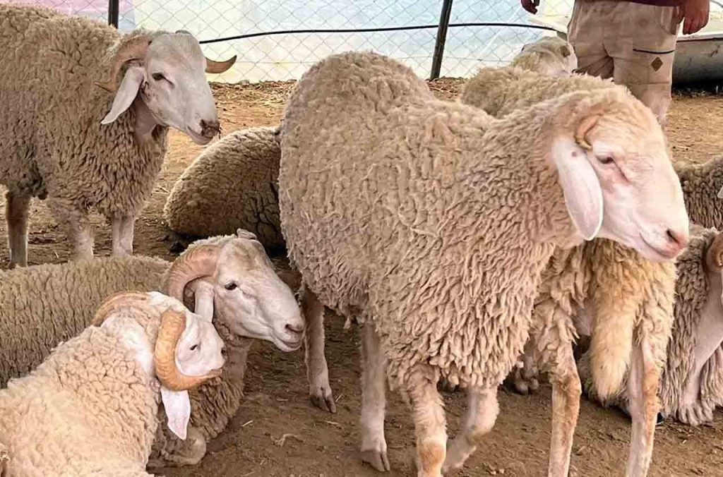 Prix des moutons importés pour l'Aïd el-Adha 2025 fixé en Algérie