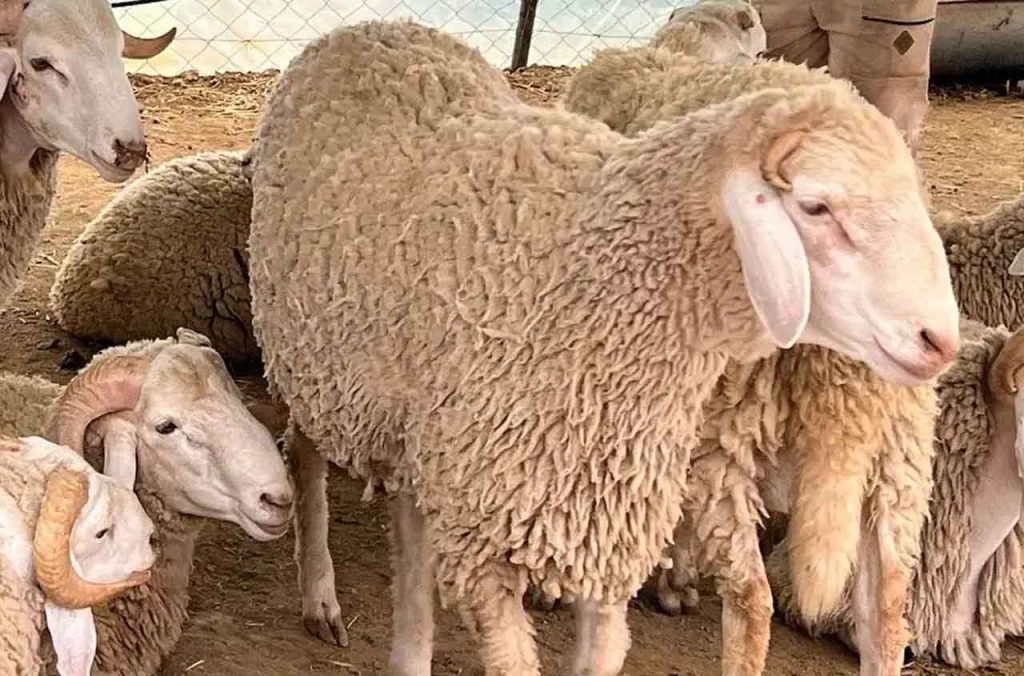 Vente des moutons de l'Aïd importés : lancement officiel le 1er mai dans toute l’Algérie