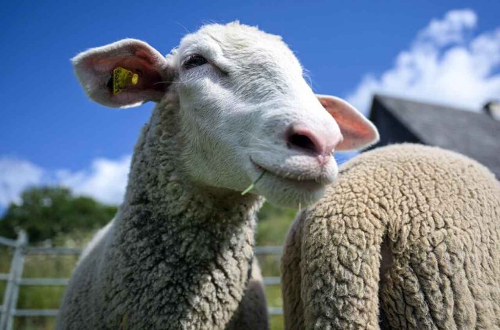 Aïd el-Adha 2025 : une flambée inédite du prix des moutons en France